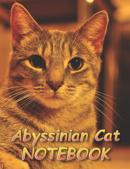 Abyssinian Cat NOTEBOOK: Notebooks and Journals 110 pages (8.5x11) (Paperback)