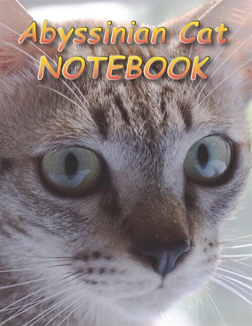 Abyssinian Cat NOTEBOOK: Notebooks and Journals 110 pages (8.5x11) (Paperback)