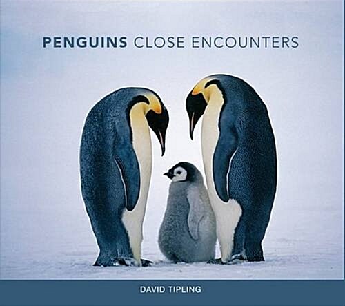 Penguins : Close Encounters (Hardcover)