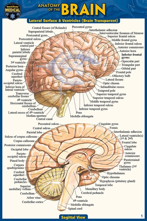 Anatomy of the Brain (Pocket-Sized Edition - 4x6 Inches) (Other, 2, Second Edition)