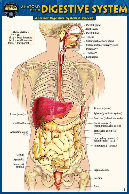 Anatomy of the Digestive System (Pocket-Sized Edition - 4x6 Inches) (Other, 2, Second Edition)