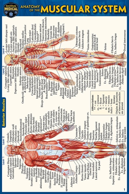 Anatomy of the Muscular System (Pocket-Sized Edition - 4x6 Inches) (Other, 2, Second Edition)