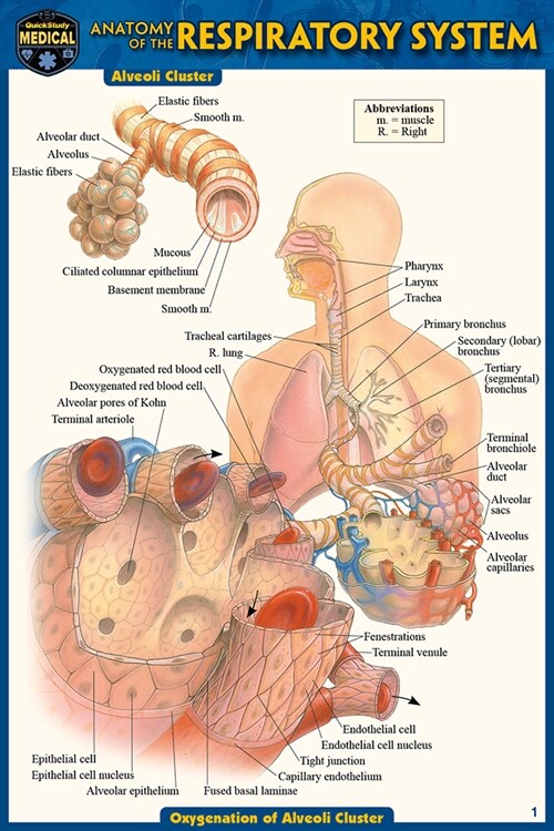 Anatomy of the Respiratory System (Pocket-Sized Edition - 4x6 Inches) (Other, 2, Second Edition)