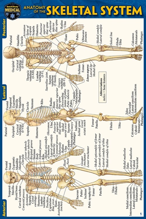 Anatomy of the Skeletal System (Pocket-Sized Edition - 4x6 Inches) (Other, 2, Second Edition)