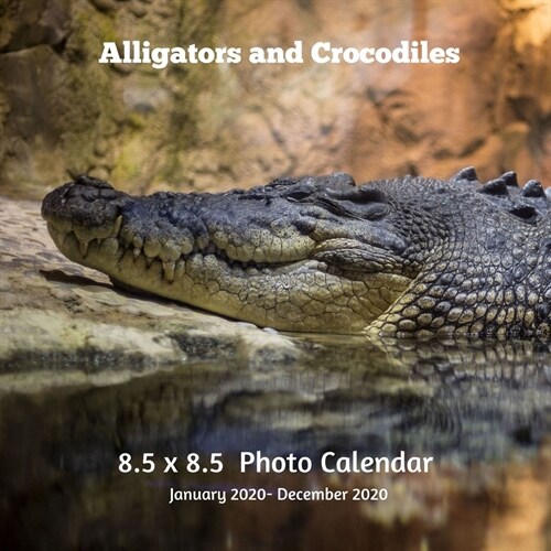 Alligators & Crocodiles 8.5 X 8.5 Photo Calendar January 2020 -December 2020: Monthly Calendar with U.S./UK/ Canadian/Christian/Jewish/Muslim Holidays (Paperback)