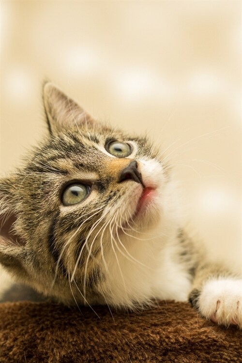 Journal: Small Cat Kitten Domestic Cute Sweet (Paperback)