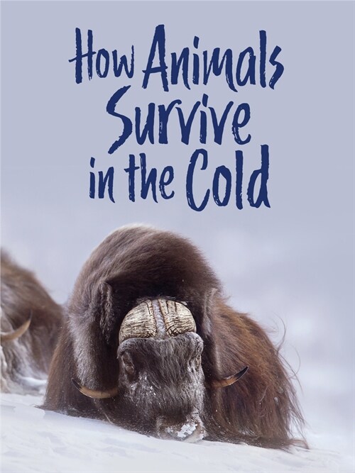 How Animals Survive in the Cold: English Edition (Paperback, English)