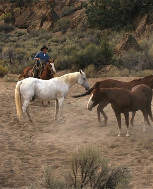 Horse Photo School Composition Book Equine Cowboy Herding Horses: Horse Photo Equine Covers Composition Books Notebooks (Notebook, Diary, Blank Book) (Paperback)