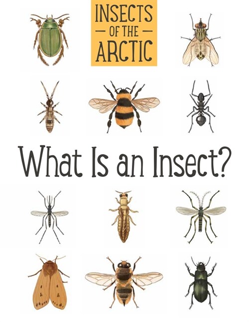 Insects of the Arctic: What Is an Insect?: English Edition (Paperback, English)