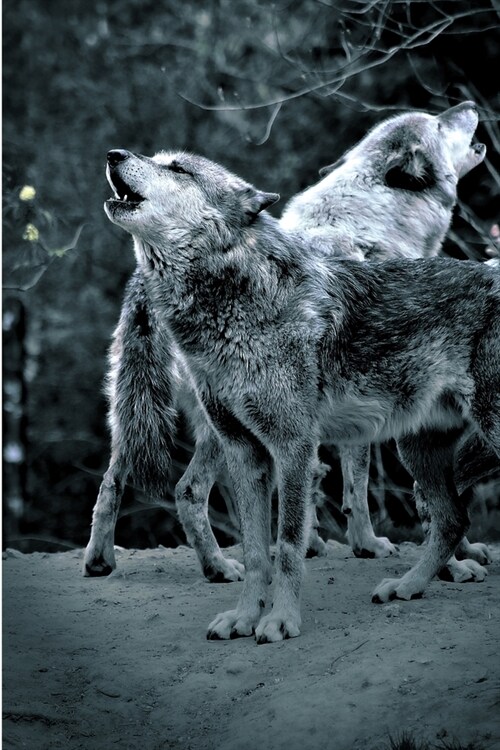 Journal: Wolf Pack Howl Forest Moonlight (Paperback)
