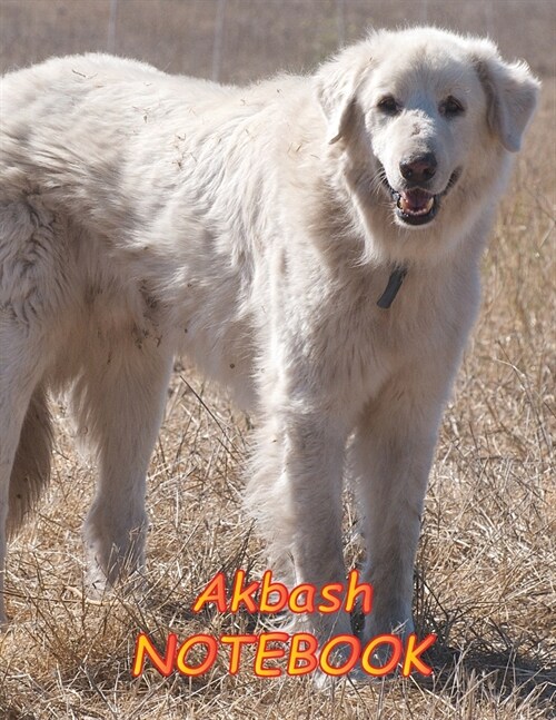 Akbash NOTEBOOK: Dog Notebooks and Journals 110 pages (8.5x11) (Paperback)
