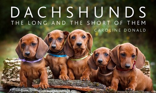 Dachshunds : The Long and the Short of Them (Hardcover)