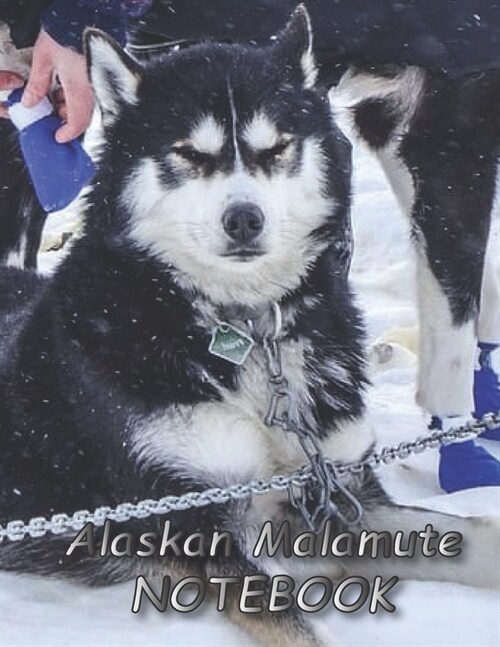 Alaskan Malamute NOTEBOOK: Dog Notebooks and Journals 110 pages (8.5x11) (Paperback)