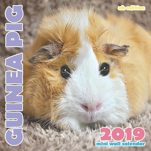 Guinea Pig 2019 Mini Wall Calendar (UK Edition) (Saddle (Staple))
