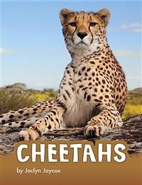 Cheetahs (Paperback)