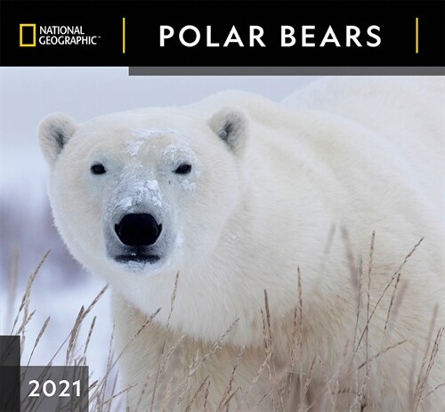 Cal 2021- National Geographic Polar Bears Wall (Wall)