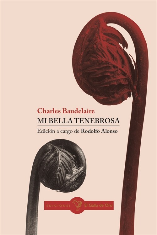 MI BELLA TENEBROSA (Paperback)