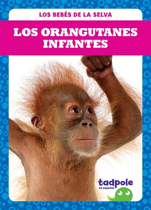 Los Orangutanes Infantes (Orangutan Infants) (Paperback)