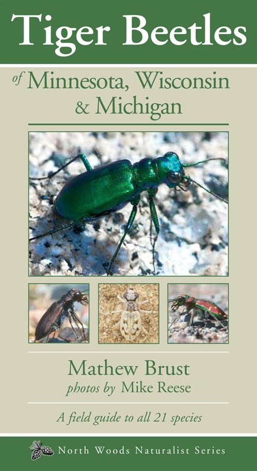 Tiger Beetles of Minnesota, Wisconsin & Michigan (Paperback)