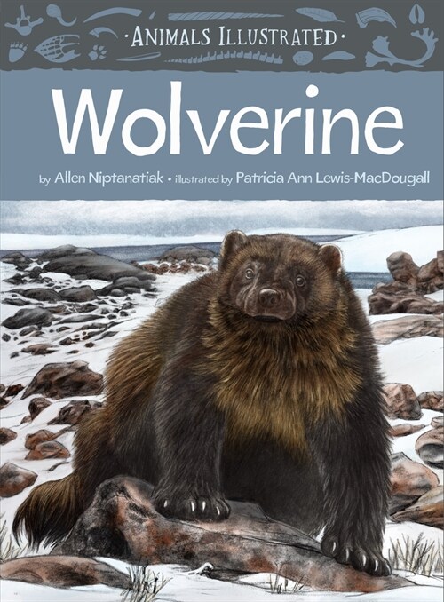 Animals Illustrated: Wolverine (Hardcover, English)