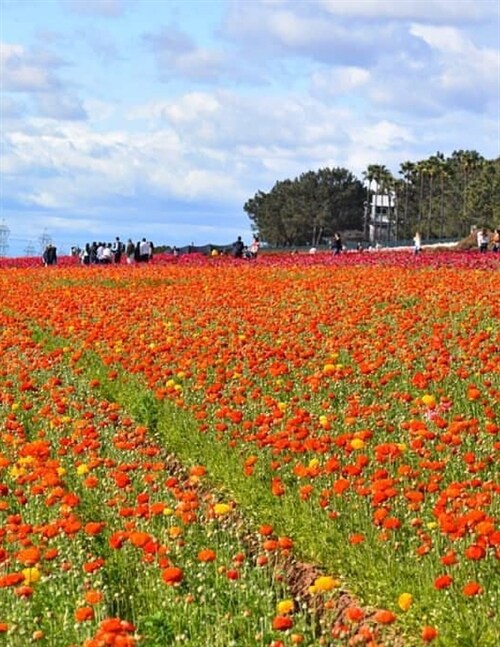 Road to Something New V.1 I.2 - The Flower Fields (Paperback)