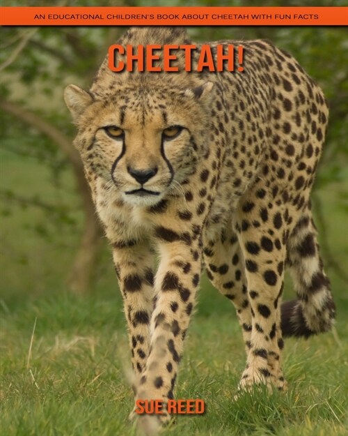 Cheetah! An Educational Childrens Book about Cheetah with Fun Facts (Paperback)