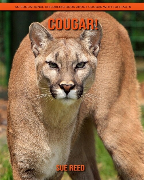 Cougar! An Educational Childrens Book about Cougar with Fun Facts (Paperback)