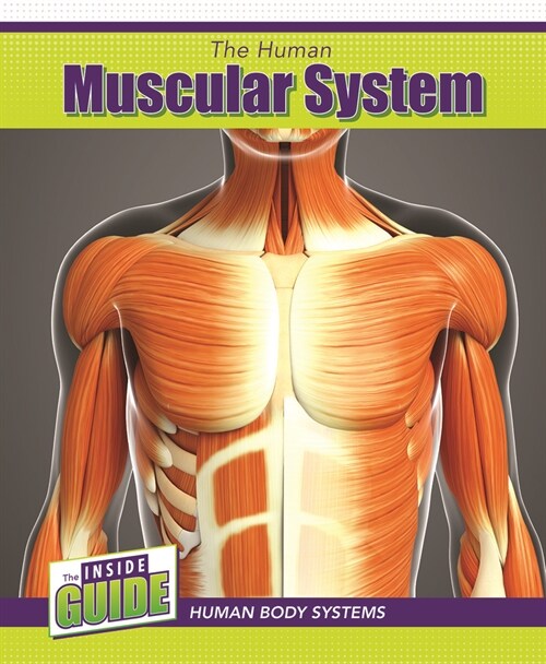 The Human Muscular System (Library Binding)