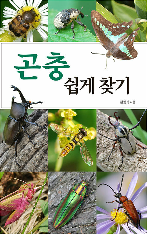 [중고] 곤충 쉽게 찾기