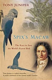 Spixs Macaw : The Race to Save the Worlds Rarest Bird (Paperback)