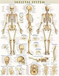 Skeletal System Poster (22 X 28 Inches) - Laminated: A Quickstudy Anatomy Reference (Other)