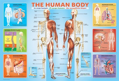 The Human Body 200-Piece Puzzle (Other)