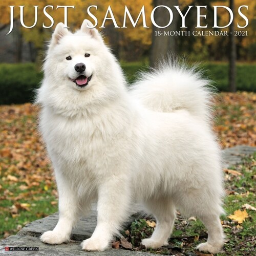 Just Samoyeds 2021 Wall Calendar (Dog Breed Calendar) (Wall)