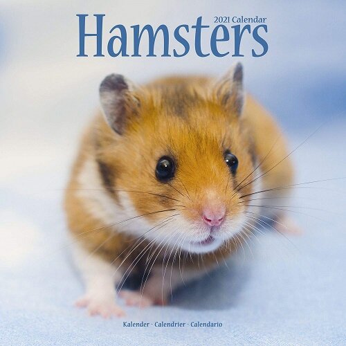 Hamsters 2021 Wall Calendar (Calendar)