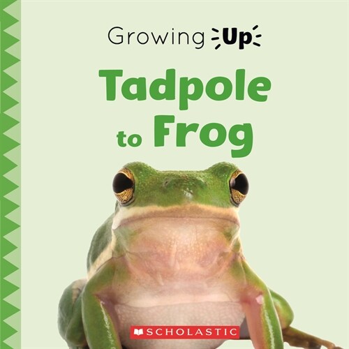 Tadpole to Frog (Growing Up) (Hardcover, Library)