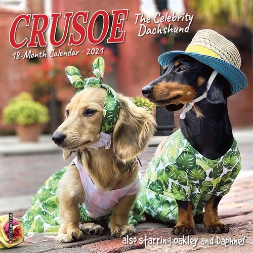Crusoe the Celebrity Dachshund 2021 Mini Wall Calendar (Dog Breed Calendar) (Mini)