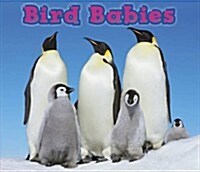 Bird Babies (Hardcover)