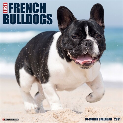Just French Bulldogs 2021 Wall Calendar (Dog Breed Calendar) (Wall)