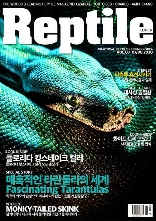 Reptile KOREA 렙타일 코리아 2020.7.8