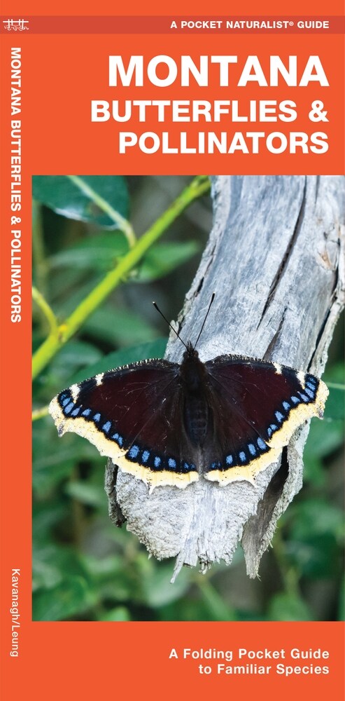 Montana Butterflies & Pollinators: A Folding Pocket Guide to Familiar Species (Paperback)