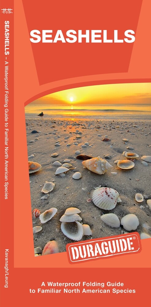 Seashells: A Waterproof Folding Guide to Familiar North American Species (Paperback)