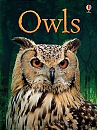 Owls (Hardcover)