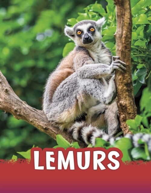 Lemurs (Hardcover)