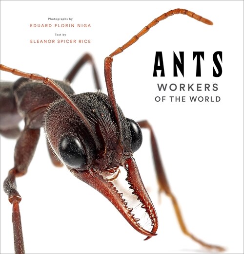 Ants: Workers of the World (Hardcover)