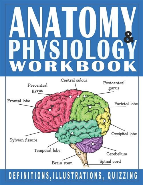 Anatomy And Physiology Workbook: The Best Way To Learn The Human Anatomy (Paperback)