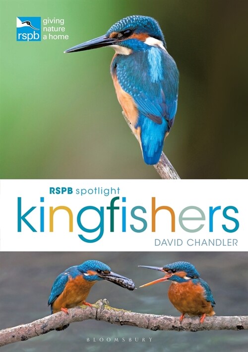RSPB Spotlight Kingfishers (Paperback)