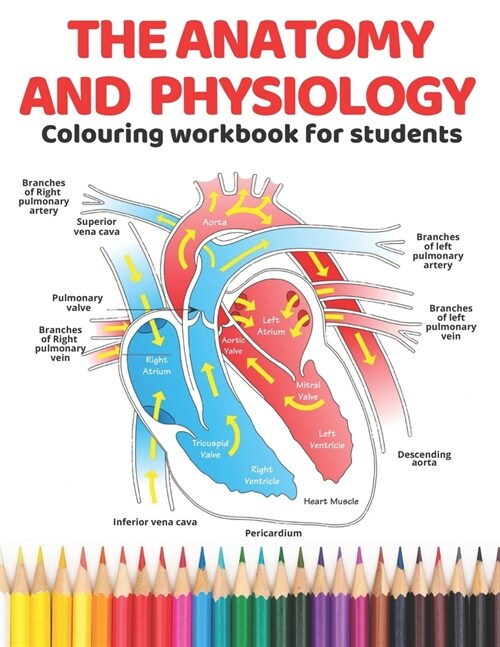 The Anatomy and Physiology colouring workbook for students: The Ultimate guide to learning anatomy and physiology the easiest and most effective way. (Paperback)