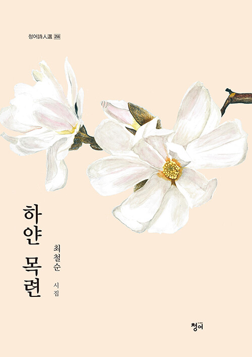 하얀 목련