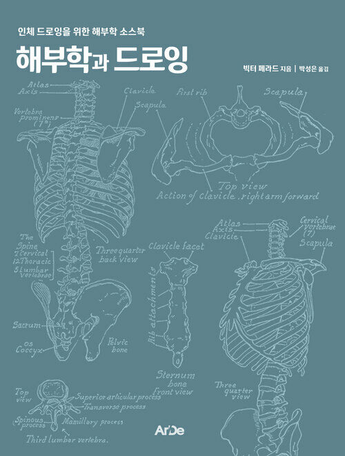 해부학과 드로잉