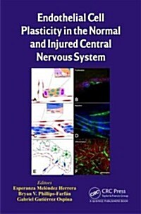 Endothelial Cell Plasticity in the Normal and Injured Central Nervous System (Hardcover, 1st)